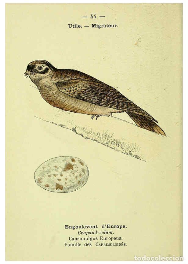 Colecionismo de Revistas e Jornais: Reproducci&oacute;n/Reproduction 6388891369: Atlas de poche des oiseaux de France, Suisse, et Belgique, uti