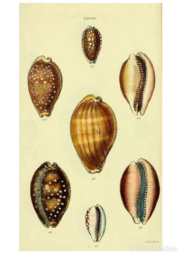 Colecionismo de Revistas e Jornais: Reproducci&oacute;n/Reproduction 5977970827: The conchological illustrations or, Coloured figures of all th