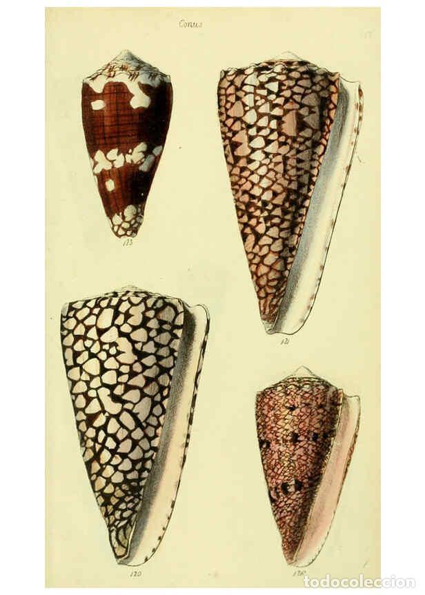 Colecionismo de Revistas e Jornais: Reproducci&oacute;n/Reproduction 5978547484: The conchological illustrations or, Coloured figures of all th