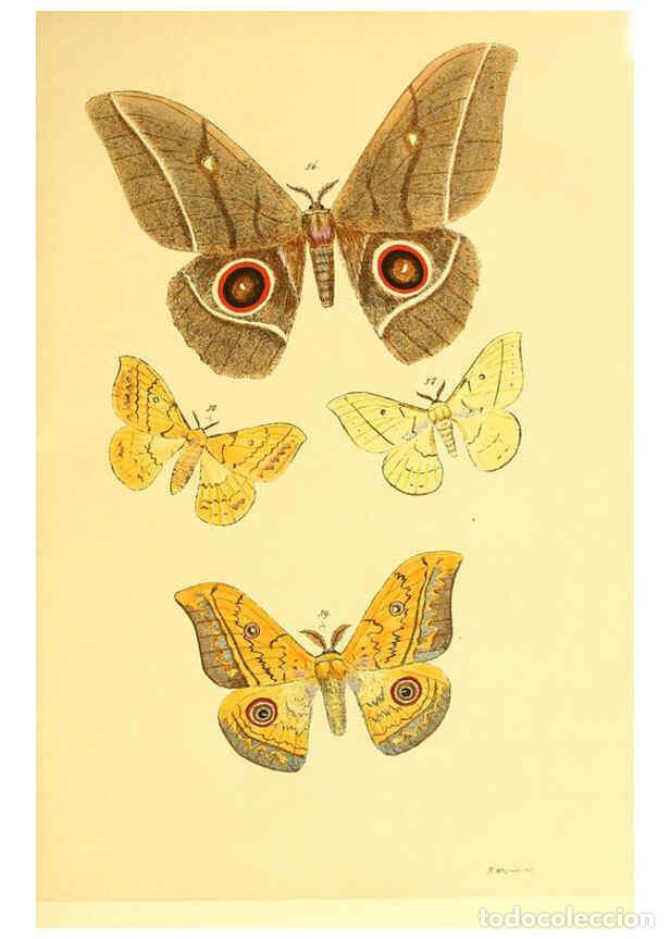 Colecionismo de Revistas e Jornais: Reproducci&oacute;n/Reproduction 5980692559: Beitr&auml;ge zur Schmetterlingskunde Elberfeld :[s.n.],1872 - J. P