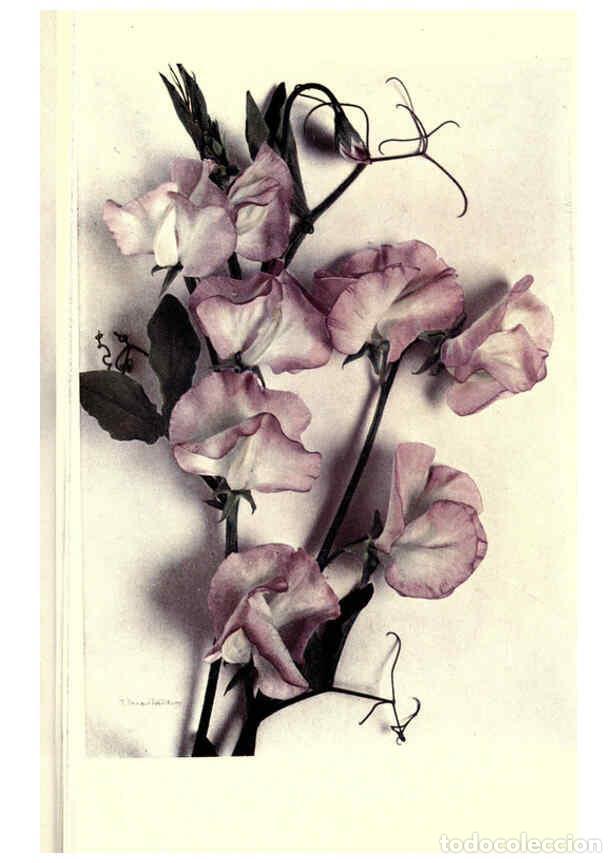 Colecionismo de Revistas e Jornais: Reproducci&oacute;n/Reproduction 6286676732: Sweet peas New York :Frederick A. Stokes[1910] - Horace J. Wri