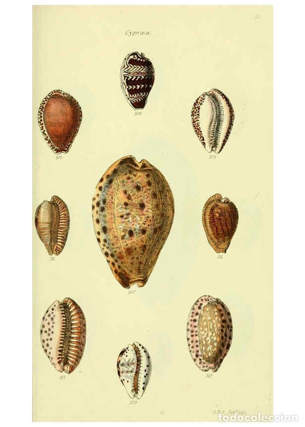 Colecionismo de Revistas e Jornais: Reproducci&oacute;n/Reproduction 5977974615: The conchological illustrations or, Coloured figures of all th