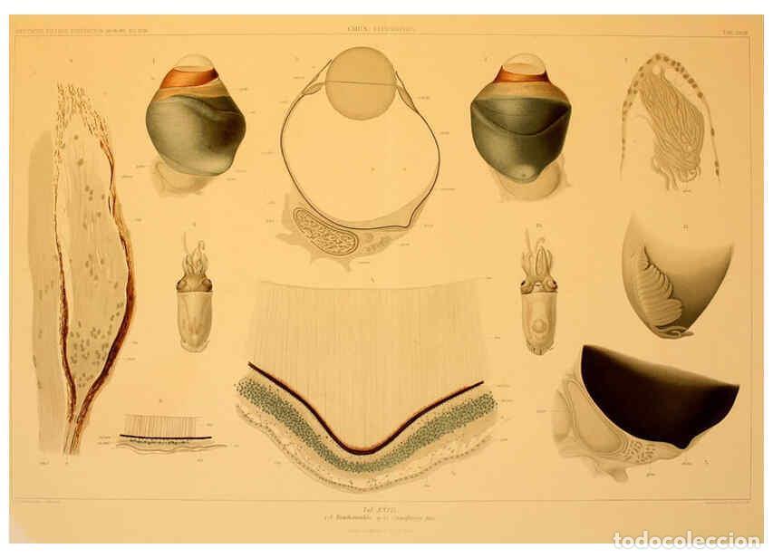 Colecionismo de Revistas e Jornais: Reproducci&oacute;n/Reproduction 6285918809: Die Cephalopoden. Bd. 18, T.1 (Atlas) [Jena],G. Fischer,1910-1