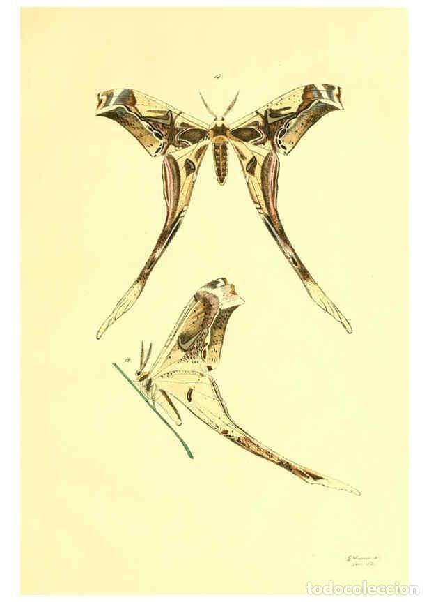 Colecionismo de Revistas e Jornais: Reproducci&oacute;n/Reproduction 5981248138: Beitr&auml;ge zur Schmetterlingskunde Elberfeld :[s.n.],1872 - J. P