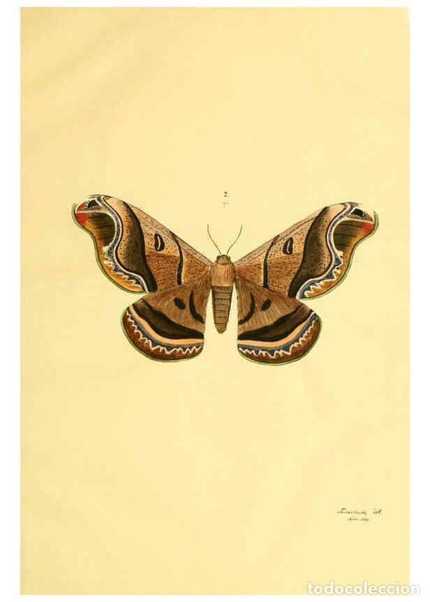 Colecionismo de Revistas e Jornais: Reproducci&oacute;n/Reproduction 5981247000: Beitr&auml;ge zur Schmetterlingskunde Elberfeld :[s.n.],1872 - J. P