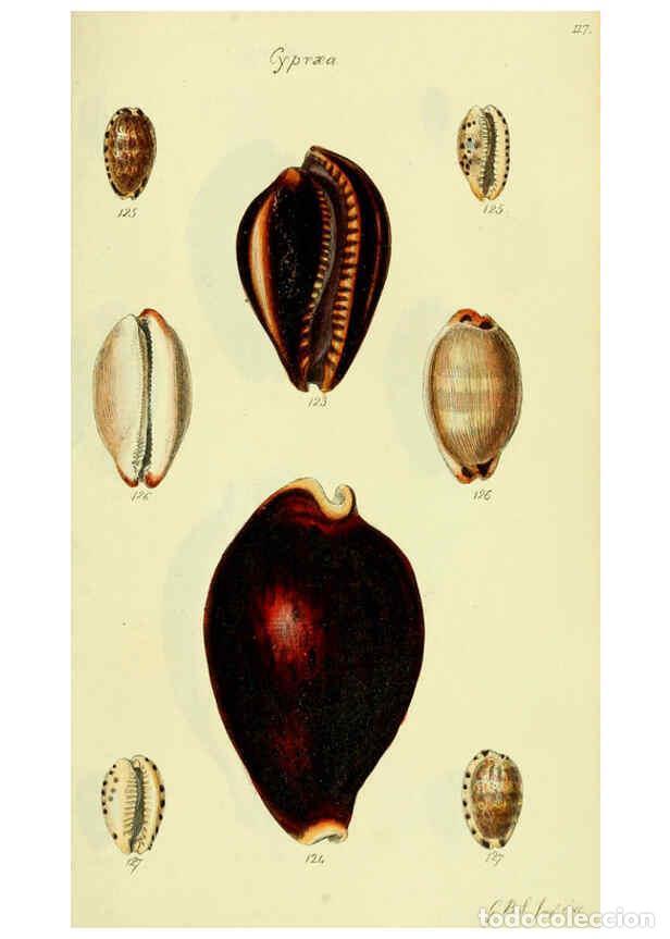 Colecionismo de Revistas e Jornais: Reproducci&oacute;n/Reproduction 5977976175: The conchological illustrations or, Coloured figures of all th