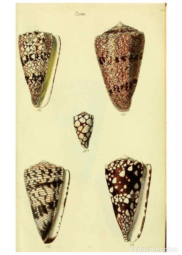 Colecionismo de Revistas e Jornais: Reproducci&oacute;n/Reproduction 5978547738: The conchological illustrations or, Coloured figures of all th