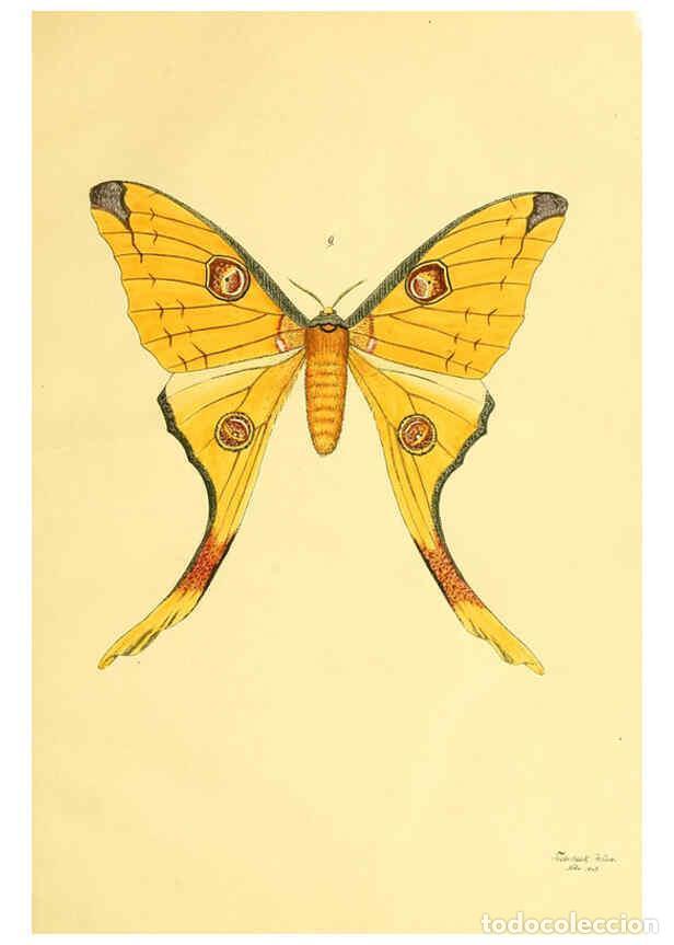 Colecionismo de Revistas e Jornais: Reproducci&oacute;n/Reproduction 5980689245: Beitr&auml;ge zur Schmetterlingskunde Elberfeld :[s.n.],1872 - J. P
