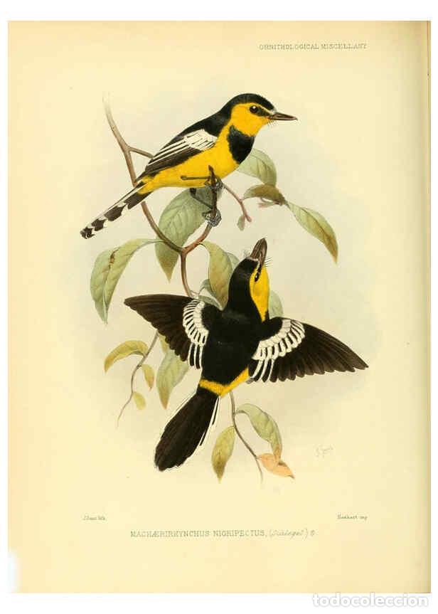 Coleccionismo de Revistas y Peri&oacute;dicos: Reproducci&oacute;n/Reproduction 5981543407: Ornithological miscellany V.3 London :Tr&uuml;bner and Co., Bernard