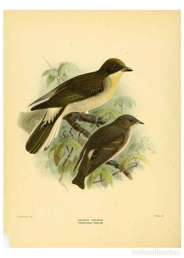 Coleccionismo de Revistas y Peri&oacute;dicos: Reproducci&oacute;n/Reproduction 5981521169: Ornithological miscellany V.1 London :Tr&uuml;bner and Co., Bernard