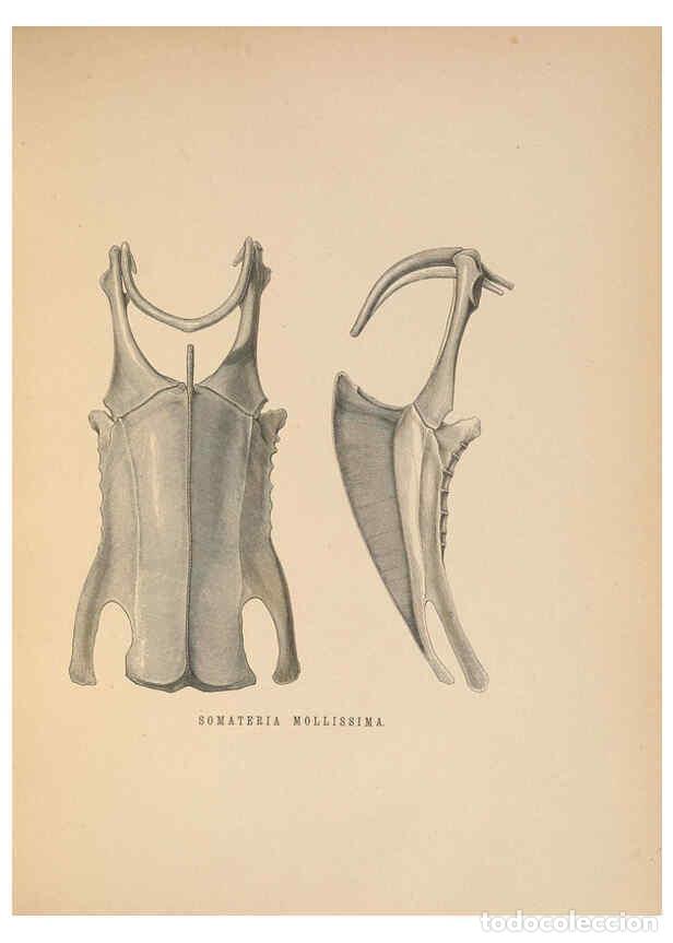 Coleccionismo de Revistas y Peri&oacute;dicos: Reproducci&oacute;n/Reproduction 5982056416: Ornithological miscellany V.2 London :Tr&uuml;bner and Co., Bernard