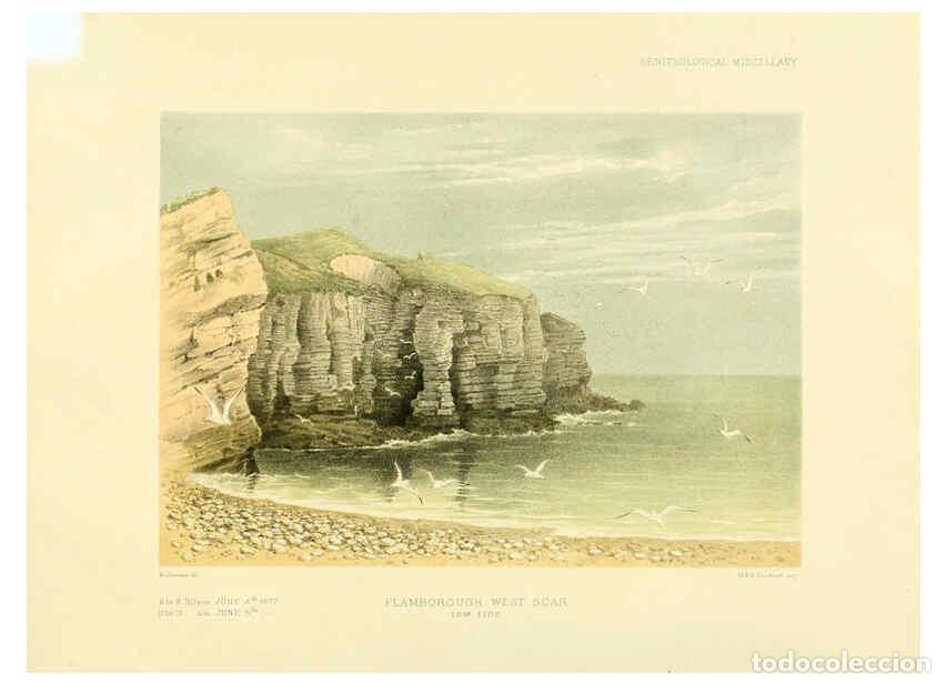 Coleccionismo de Revistas y Peri&oacute;dicos: Reproducci&oacute;n/Reproduction 5981539779: Ornithological miscellany V.3 London :Tr&uuml;bner and Co., Bernard