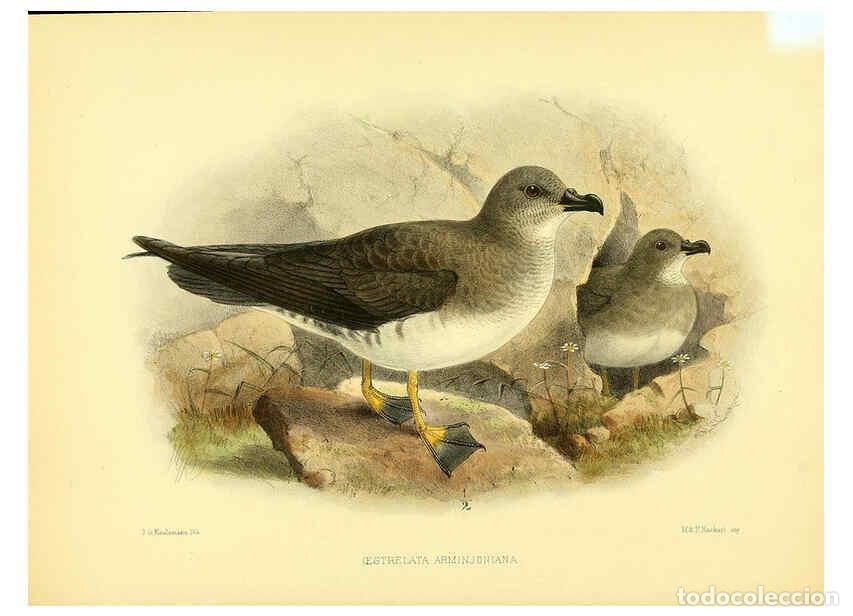 Coleccionismo de Revistas y Peri&oacute;dicos: Reproducci&oacute;n/Reproduction 5981522839: Ornithological miscellany V.1 London :Tr&uuml;bner and Co., Bernard