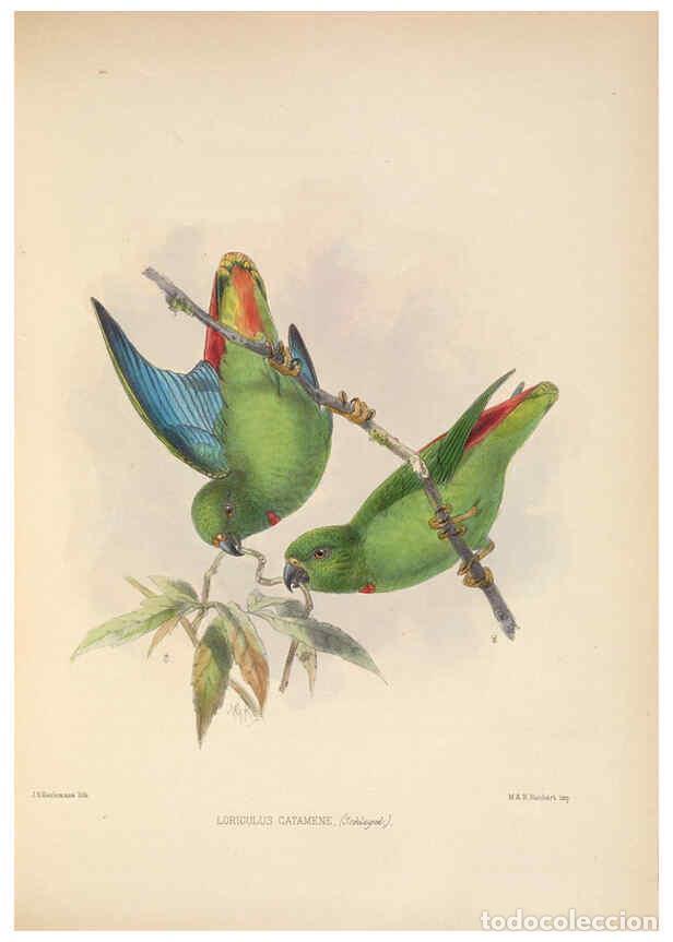 Coleccionismo de Revistas y Peri&oacute;dicos: Reproducci&oacute;n/Reproduction 5982058036: Ornithological miscellany V.2 London :Tr&uuml;bner and Co., Bernard