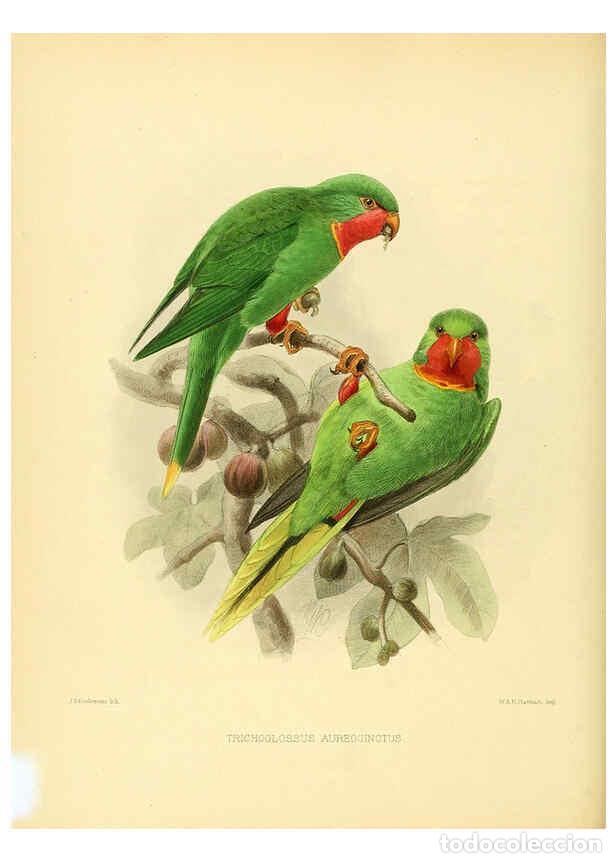 Coleccionismo de Revistas y Peri&oacute;dicos: Reproducci&oacute;n/Reproduction 5982083912: Ornithological miscellany V.1 London :Tr&uuml;bner and Co., Bernard