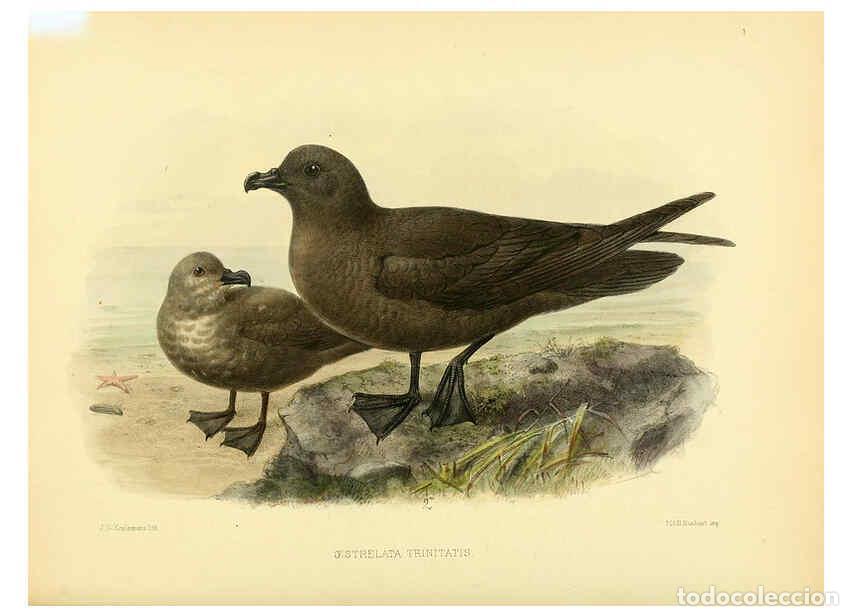 Coleccionismo de Revistas y Peri&oacute;dicos: Reproducci&oacute;n/Reproduction 5982082590: Ornithological miscellany V.1 London :Tr&uuml;bner and Co., Bernard