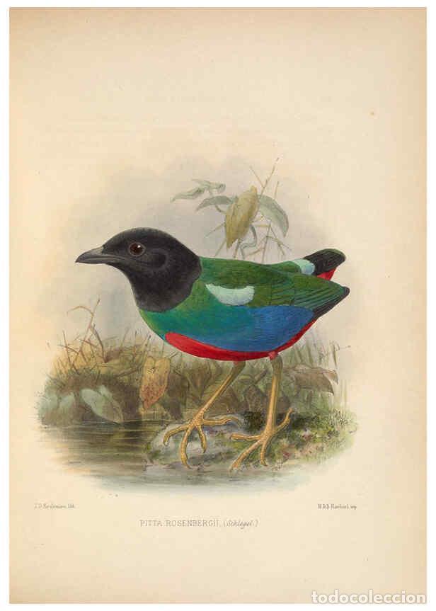 Coleccionismo de Revistas y Peri&oacute;dicos: Reproducci&oacute;n/Reproduction 5981500063: Ornithological miscellany V.2 London :Tr&uuml;bner and Co., Bernard