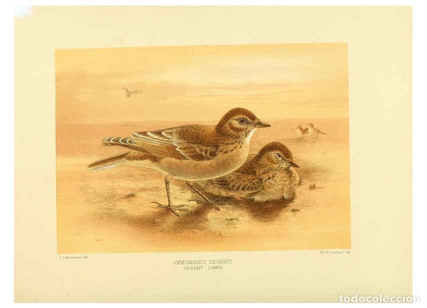 Coleccionismo de Revistas y Peri&oacute;dicos: Reproducci&oacute;n/Reproduction 5981524717: Ornithological miscellany V.1 London :Tr&uuml;bner and Co., Bernard