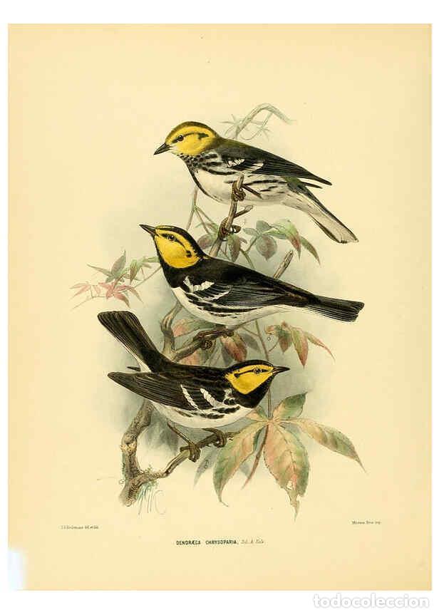 Coleccionismo de Revistas y Peri&oacute;dicos: Reproducci&oacute;n/Reproduction 5982079766: Ornithological miscellany V.1 London :Tr&uuml;bner and Co., Bernard