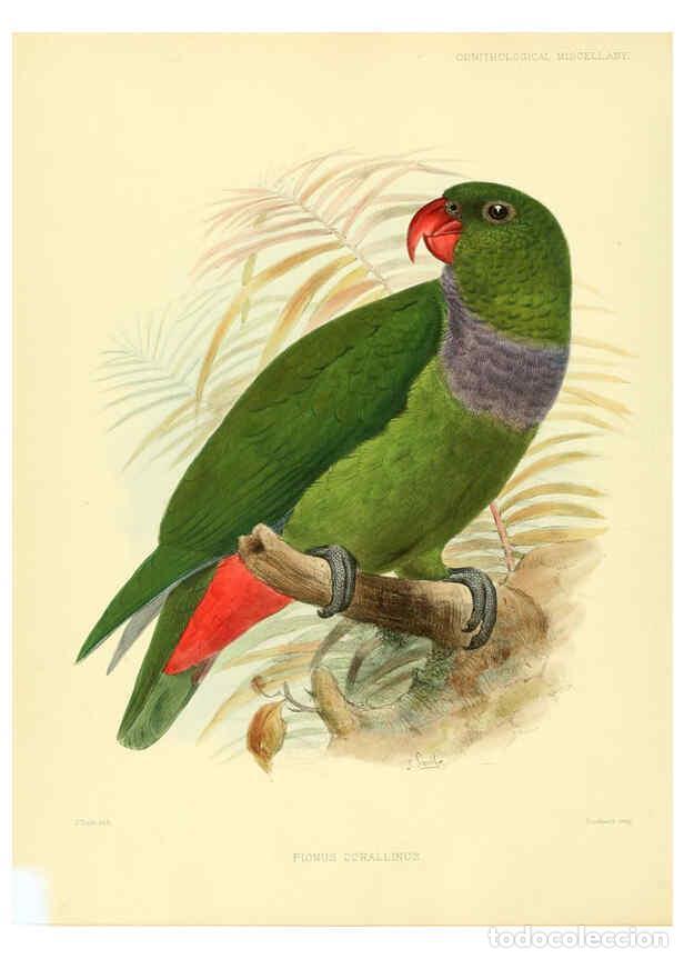 Coleccionismo de Revistas y Peri&oacute;dicos: Reproducci&oacute;n/Reproduction 5981538825: Ornithological miscellany V.3 London :Tr&uuml;bner and Co., Bernard