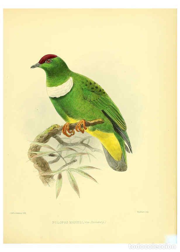 Coleccionismo de Revistas y Peri&oacute;dicos: Reproducci&oacute;n/Reproduction 5981540659: Ornithological miscellany V.3 London :Tr&uuml;bner and Co., Bernard