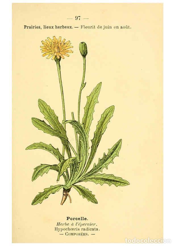 Coleccionismo de Revistas y Peri&oacute;dicos: Reproducci&oacute;n/Reproduction 6022589358: Atlas de poche des plantes des champs, des prairies et des boi