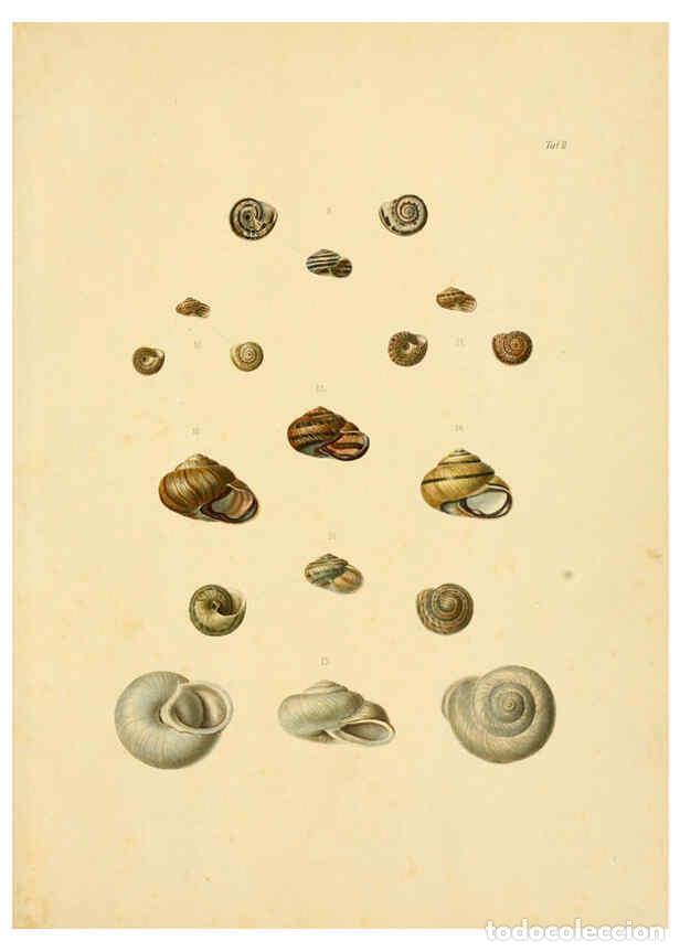 Coleccionismo de Revistas y Peri&oacute;dicos: Reproducci&oacute;n/Reproduction 6288945196: Ueber Vorderasiatische Conchylien nach den Sammlungen Cassel,T