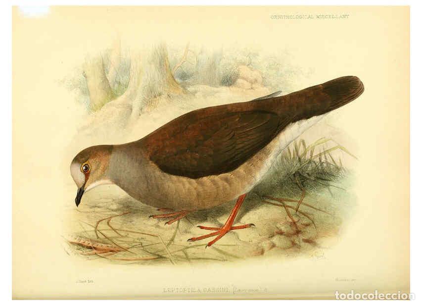 Coleccionismo de Revistas y Peri&oacute;dicos: Reproducci&oacute;n/Reproduction 5982101884: Ornithological miscellany V.3 London :Tr&uuml;bner and Co., Bernard