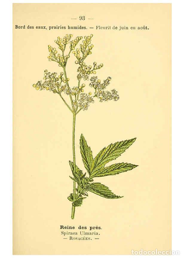 Coleccionismo de Revistas y Peri&oacute;dicos: Reproducci&oacute;n/Reproduction 6022031117: Atlas de poche des plantes des champs, des prairies et des boi