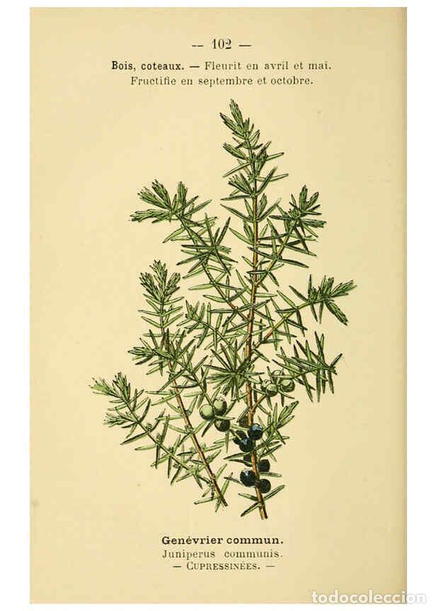 Coleccionismo de Revistas y Peri&oacute;dicos: Reproducci&oacute;n/Reproduction 6022591014: Atlas de poche des plantes des champs, des prairies et des boi