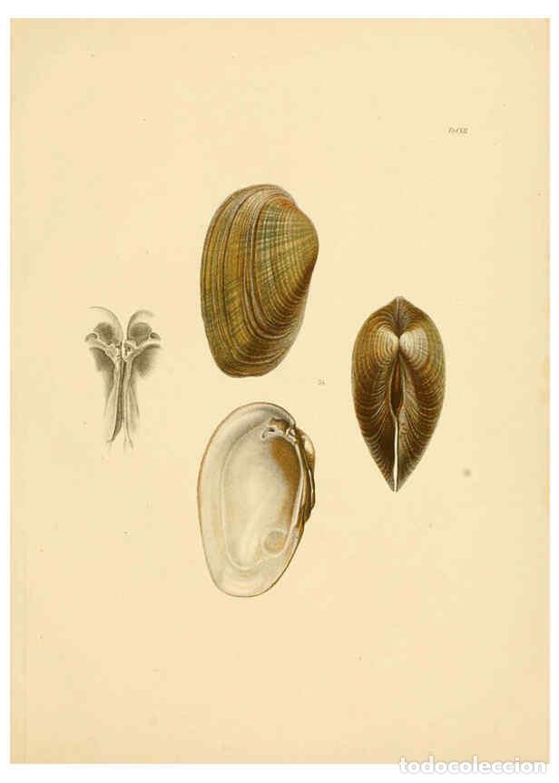 Colecionismo de Revistas e Jornais: Reproducci&oacute;n/Reproduction 6288426887: Ueber Vorderasiatische Conchylien nach den Sammlungen Cassel,T