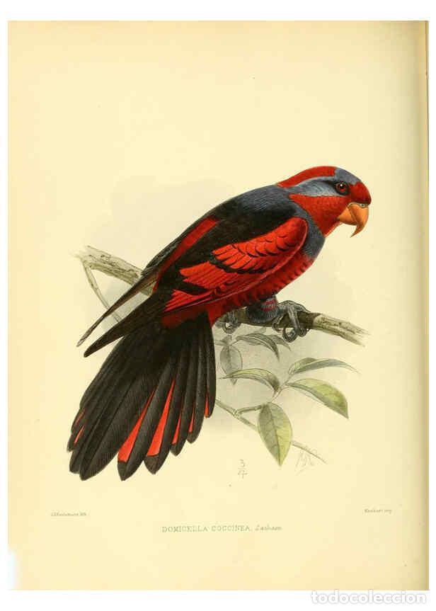 Colecionismo de Revistas e Jornais: Reproducci&oacute;n/Reproduction 5981543603: Ornithological miscellany V.3 London :Tr&uuml;bner and Co., Bernard