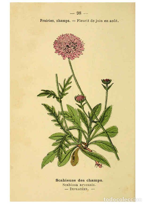 Colecionismo de Revistas e Jornais: Reproducci&oacute;n/Reproduction 6022032763: Atlas de poche des plantes des champs, des prairies et des boi