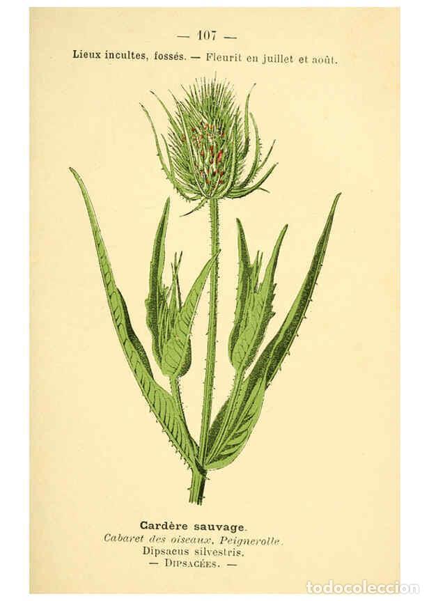 Colecionismo de Revistas e Jornais: Reproducci&oacute;n/Reproduction 6022592856: Atlas de poche des plantes des champs, des prairies et des boi