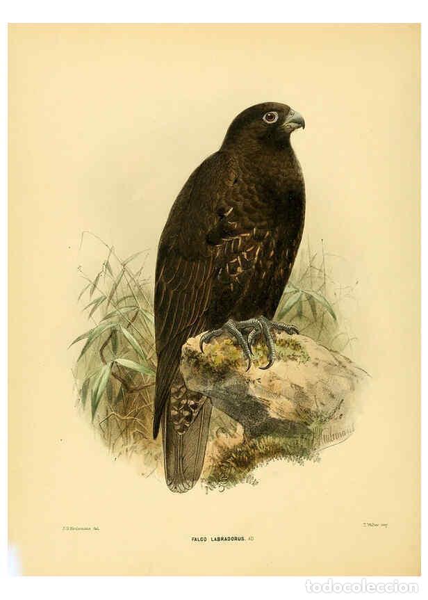 Colecionismo de Revistas e Jornais: Reproducci&oacute;n/Reproduction 5981520529: Ornithological miscellany V.1 London :Tr&uuml;bner and Co., Bernard