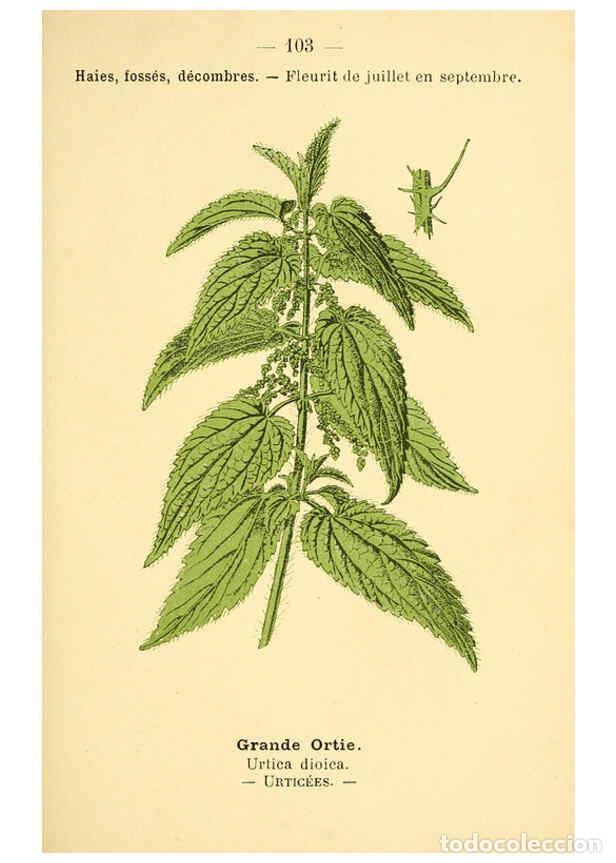 Colecionismo de Revistas e Jornais: Reproducci&oacute;n/Reproduction 6022591392: Atlas de poche des plantes des champs, des prairies et des boi