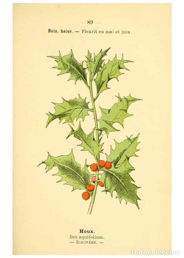 Colecionismo de Revistas e Jornais: Reproducci&oacute;n/Reproduction 6022029831: Atlas de poche des plantes des champs, des prairies et des boi