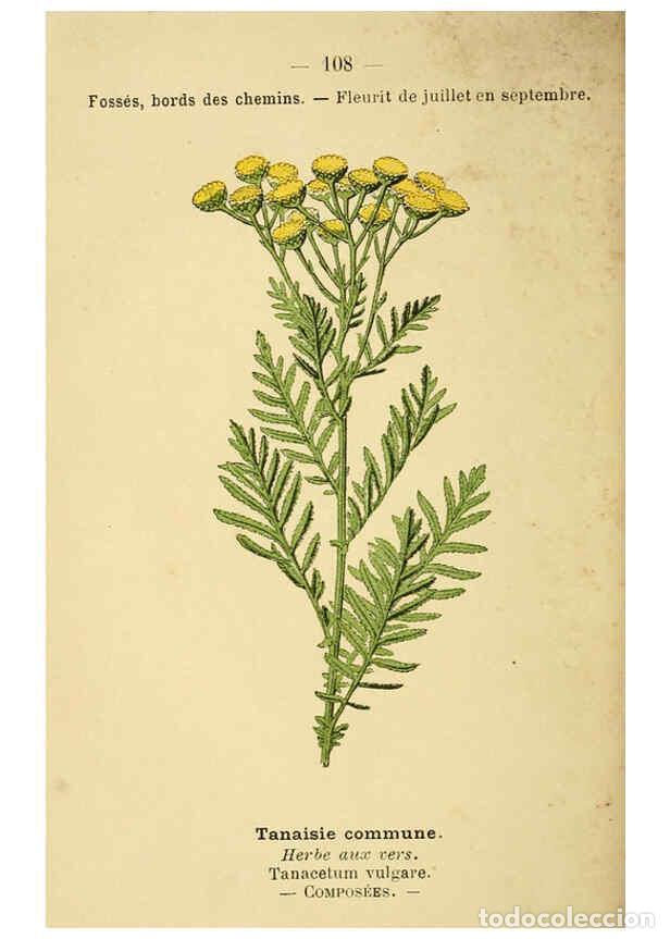 Colecionismo de Revistas e Jornais: Reproducci&oacute;n/Reproduction 6022035971: Atlas de poche des plantes des champs, des prairies et des boi