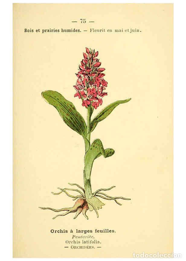 Colecionismo de Revistas e Jornais: Reproducci&oacute;n/Reproduction 6022581810: Atlas de poche des plantes des champs, des prairies et des boi