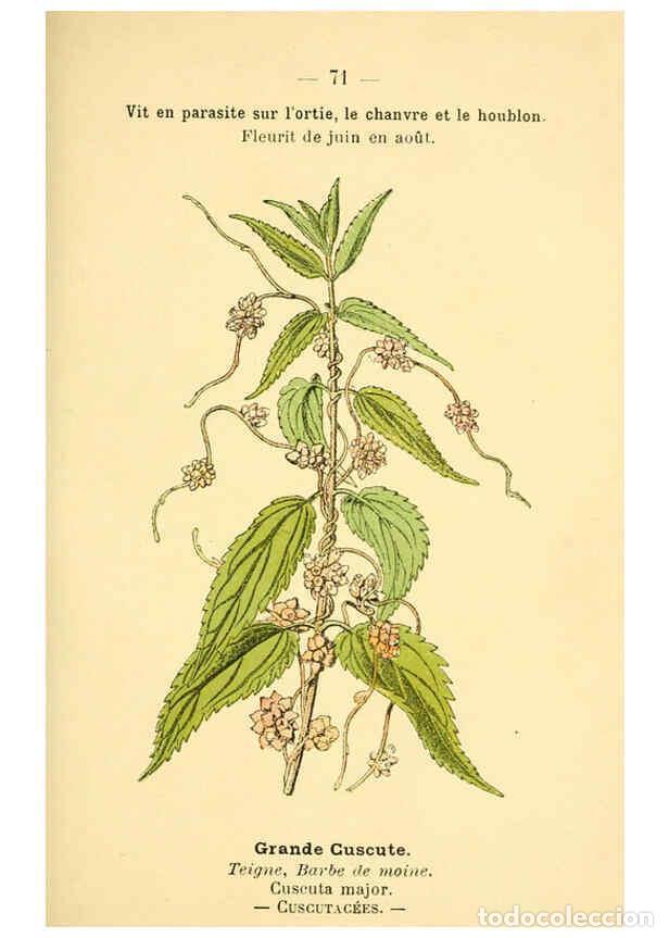 Colecionismo de Revistas e Jornais: Reproducci&oacute;n/Reproduction 6022567110: Atlas de poche des plantes des champs, des prairies et des boi