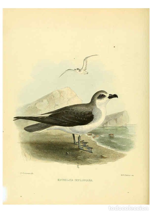 Colecionismo de Revistas e Jornais: Reproducci&oacute;n/Reproduction 5981523471: Ornithological miscellany V.1 London :Tr&uuml;bner and Co., Bernard