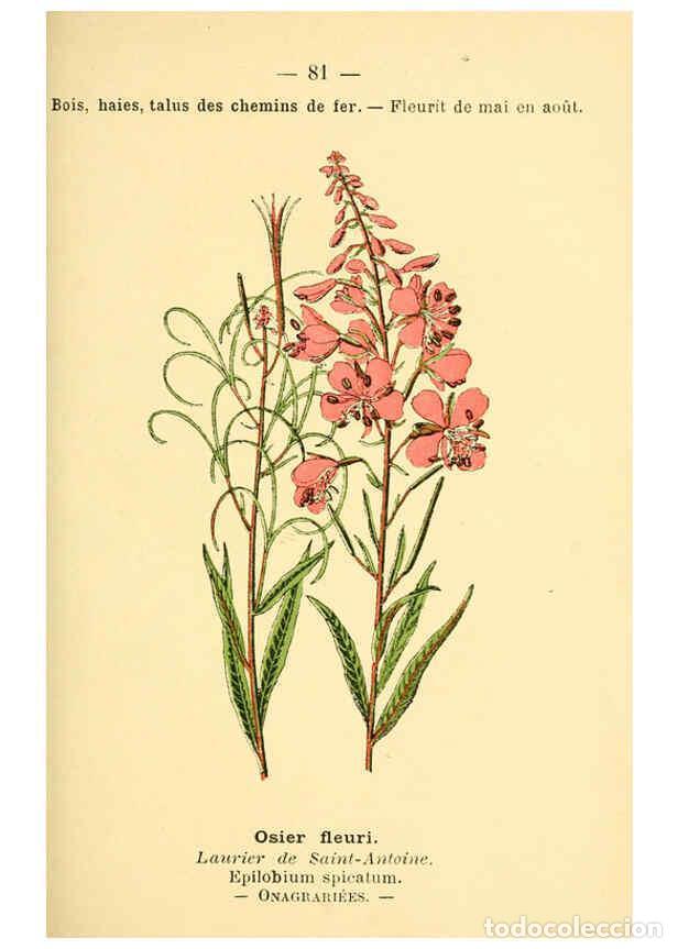 Colecionismo de Revistas e Jornais: Reproducci&oacute;n/Reproduction 6022027209: Atlas de poche des plantes des champs, des prairies et des boi