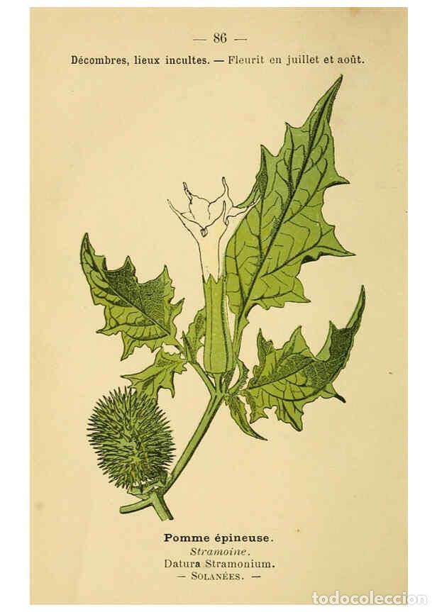 Colecionismo de Revistas e Jornais: Reproducci&oacute;n/Reproduction 6022585780: Atlas de poche des plantes des champs, des prairies et des boi
