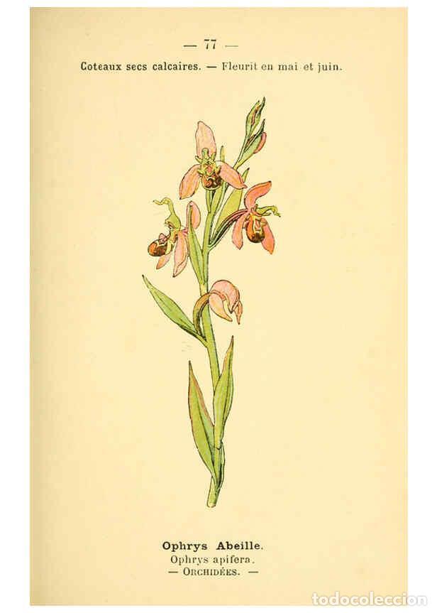 Colecionismo de Revistas e Jornais: Reproducci&oacute;n/Reproduction 6022582342: Atlas de poche des plantes des champs, des prairies et des boi