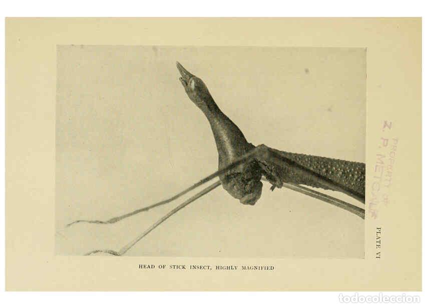 Colecionismo de Revistas e Jornais: Reproducci&oacute;n/Reproduction 6288756002: Insect life London,A. & C. Black, ltd.,1921 - Charles Aubrey E