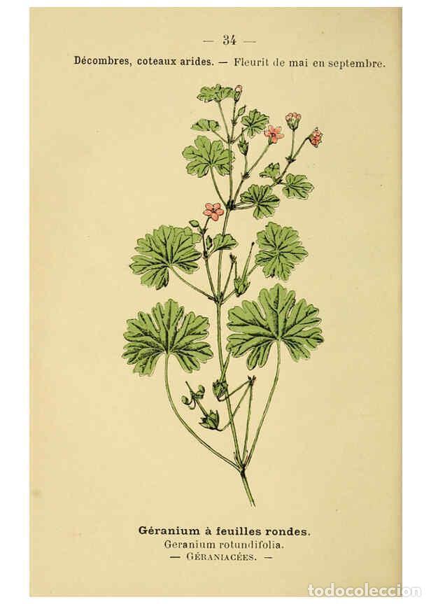 Sammeln von Zeitschriften und Zeitungen: Reproducci&oacute;n/Reproduction 6021997647: Atlas de poche des plantes des champs, des prairies et des boi