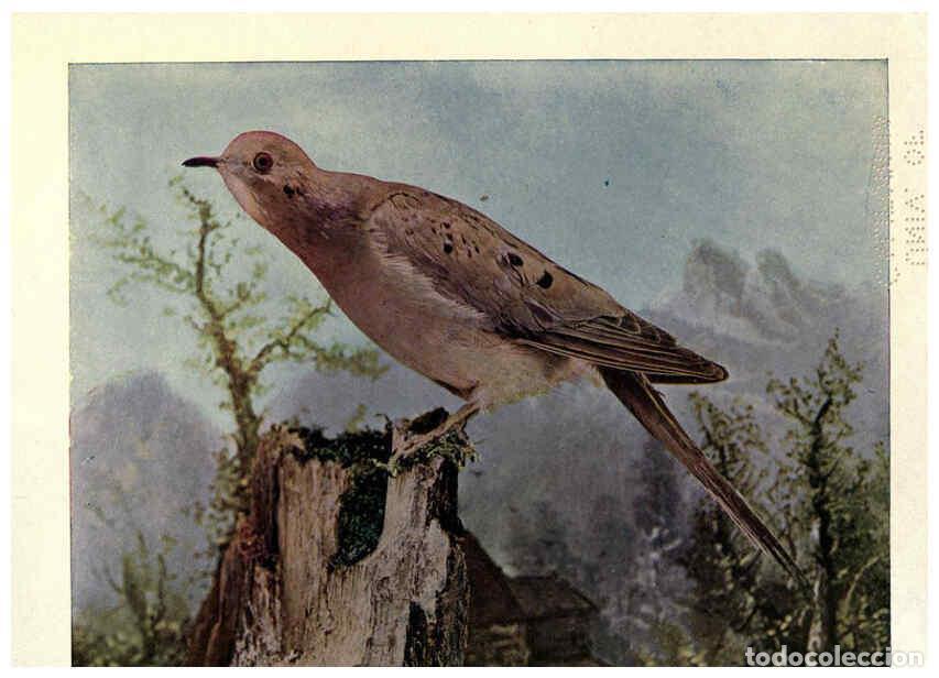 Sammeln von Zeitschriften und Zeitungen: Reproducci&oacute;n/Reproduction 6279456873: Birds of Buzzard's Roost Indianapolis, Ind.,Scott-Miller Compa