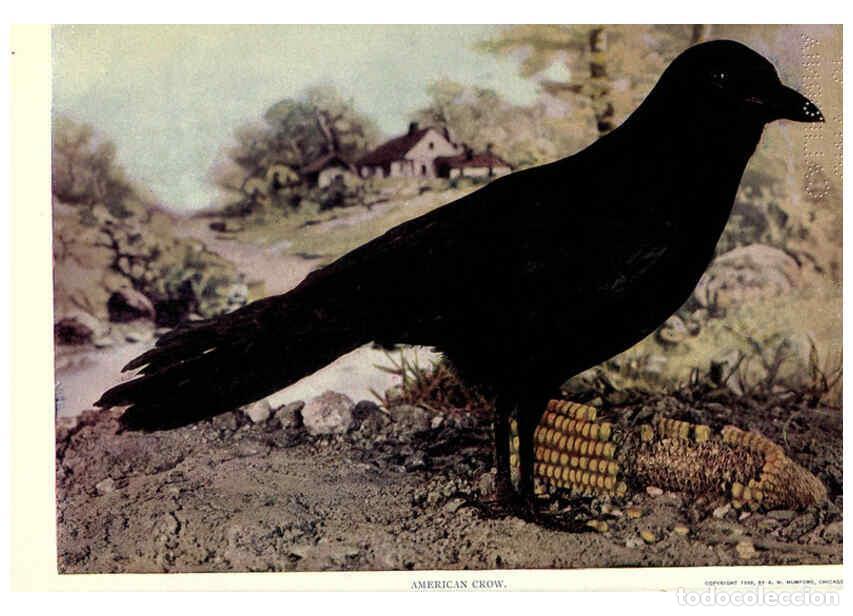 Sammeln von Zeitschriften und Zeitungen: Reproducci&oacute;n/Reproduction 6279969946: Birds of Buzzard's Roost Indianapolis, Ind.,Scott-Miller Compa