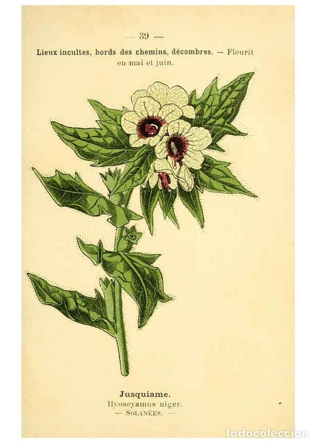 Sammeln von Zeitschriften und Zeitungen: Reproducci&oacute;n/Reproduction 6022556320: Atlas de poche des plantes des champs, des prairies et des boi