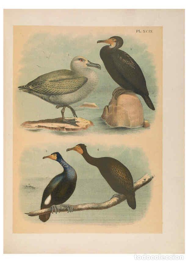 Sammeln von Zeitschriften und Zeitungen: Reproducci&oacute;n/Reproduction 6022716896: The birds of North America New York :Published under the auspi